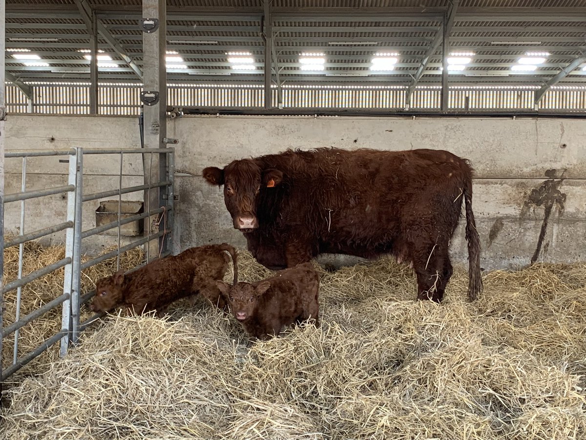 FearnFarm's tweet photo. Unfortunately one of our spring team has had to return home at short notice to cover a family member who’s getting an op. That means we have an opportunity for someone to join us lambing and calving and longer if keen. Please get in touch if your interested and please share TVM. https://t.co/w2jIQoAA1x