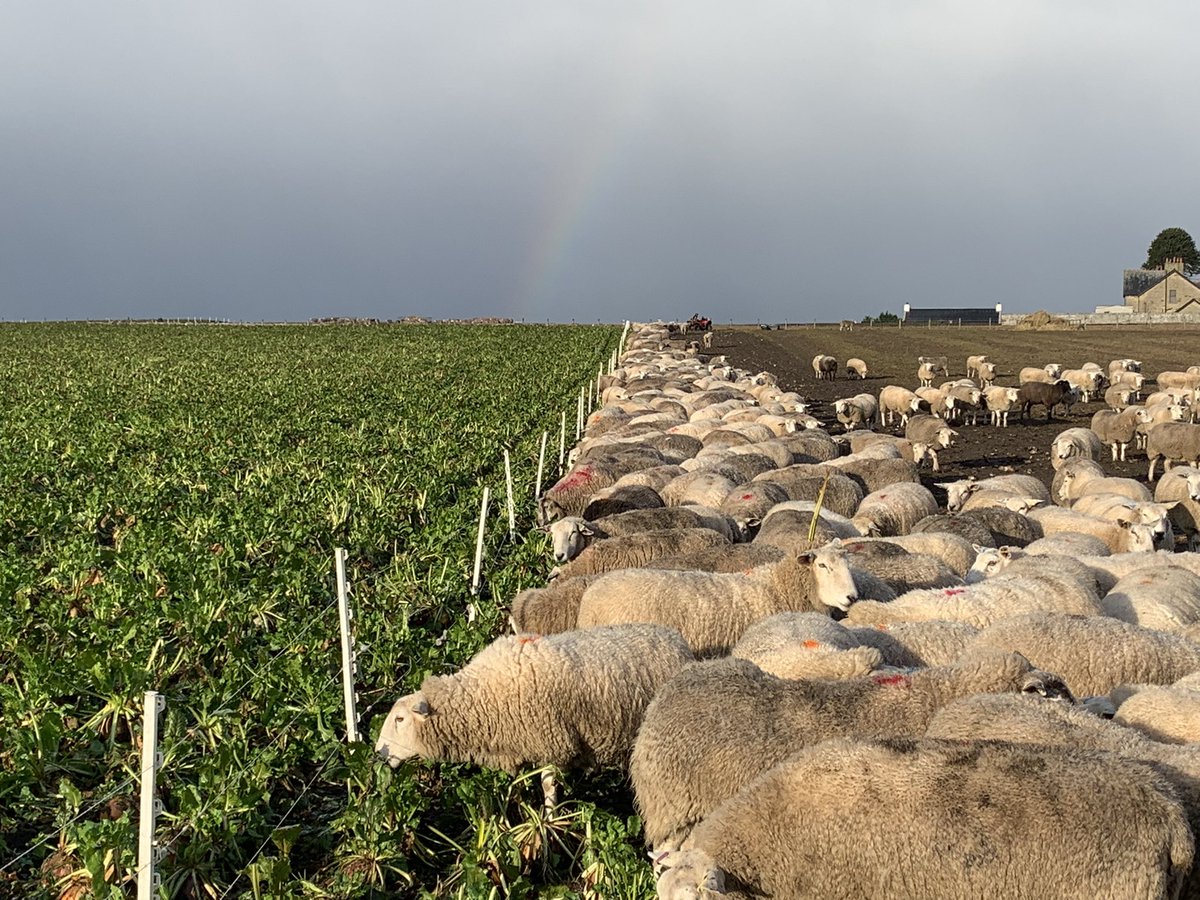 Unfortunately one of our spring team has had to return home at short notice to cover a family member who’s getting an op. That means we have an opportunity for someone to join us lambing and calving and longer if keen. Please get in touch if your interested and please share TVM.