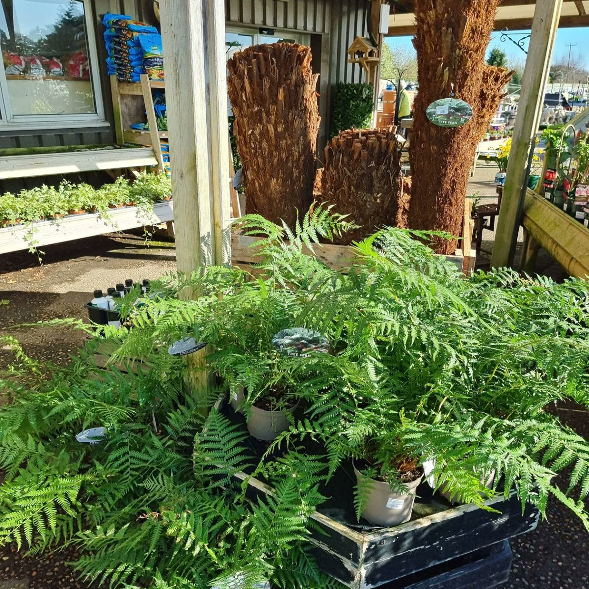 MealesCoffee's tweet photo. 🌴DICKSONIA ANTARCTICA TREE FERNS🌴
Available from the garden centre.
🔍 Find us on the A149 near Stalham 
☎️ Call us on 01692 580226 
🖱 https://t.co/e96NxbEDYa
#dicksoniaantarctica #treeferns #treefern #treefernsarebeautiful #exoticplants #specimenplants #gardens #gardening https://t.co/uczbNFfR9q