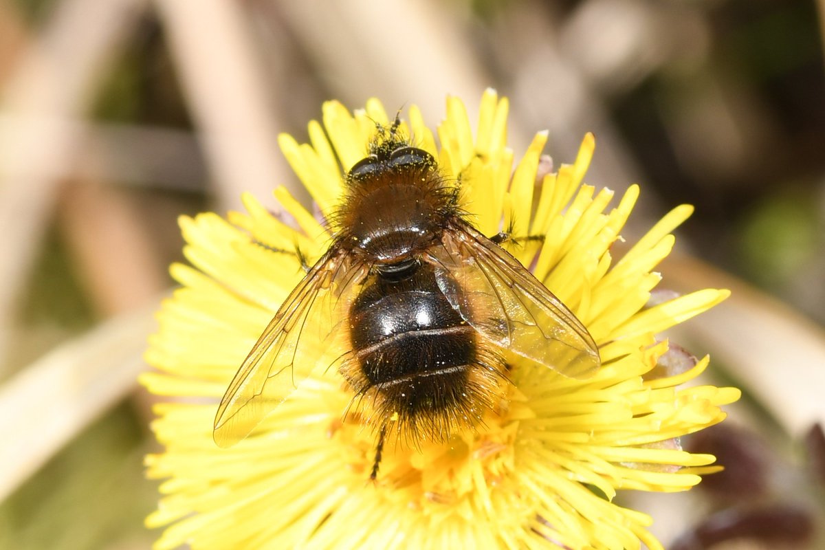 One of several Tachina ursina flies seen visiting Coltsfoot at Darren Fawr Tip, Blaengarw, yesterday.  This tachinid fly appears to be an important pollinator of Coltsfoot, at least on colliery spoil sites.