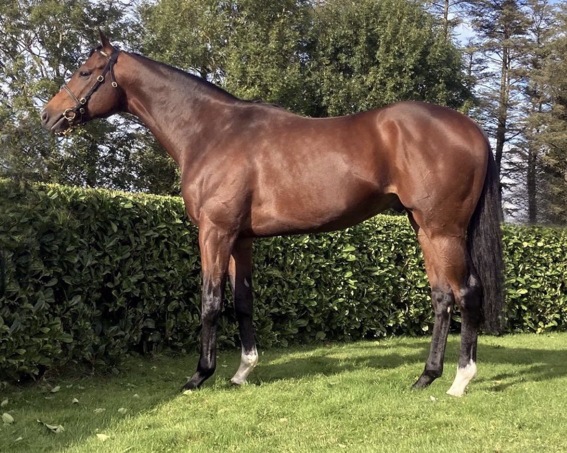 LackenStud's tweet photo. New For 2022 
✨Khalifa Sat✨ 
🥈Gr.1 Epson Derby 
 📏16.3 
 Standing at Lacken Stud
#stallion #epsonderby2020 #Lackenstud #irishthoroughbred #nhstallion #breeding #horseracing #equine https://t.co/hT7A9Th195