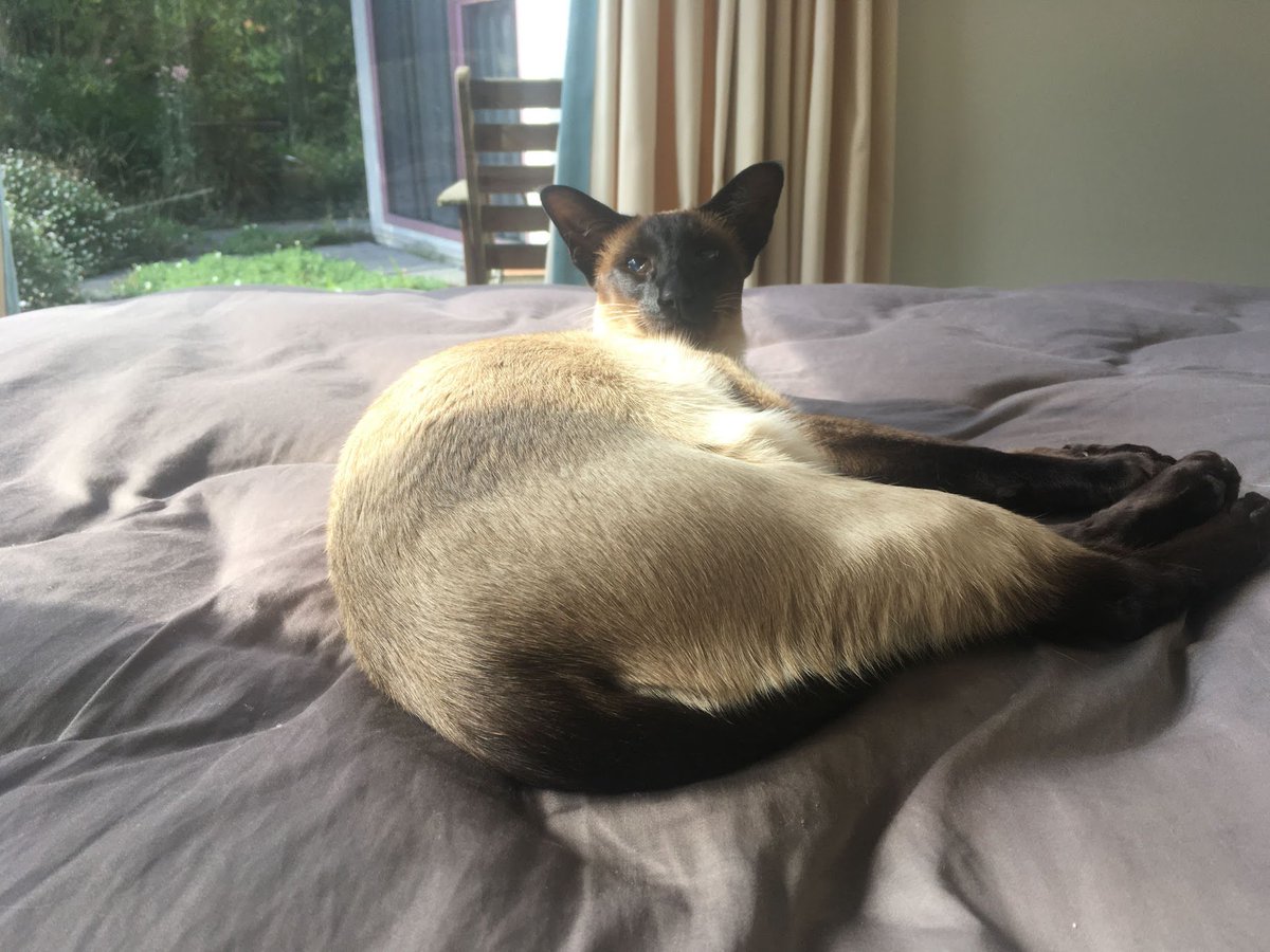 WigleyMinoux's tweet photo. #catsoftwitter #caturday #Wigley #siamese https://t.co/Sw1XT4nwWa