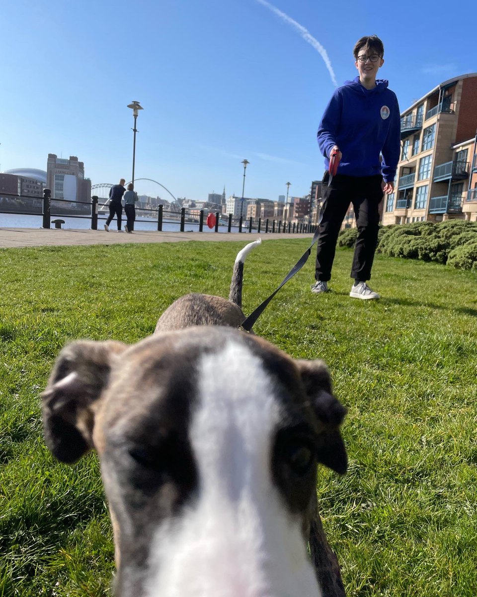 glbell97's tweet photo. Fun Fact: whippets are also known as Northumbrian Flying Hounds https://t.co/e1MTnFIR7G