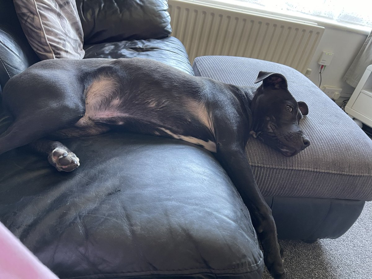 It’s the ears for me🤣❤️