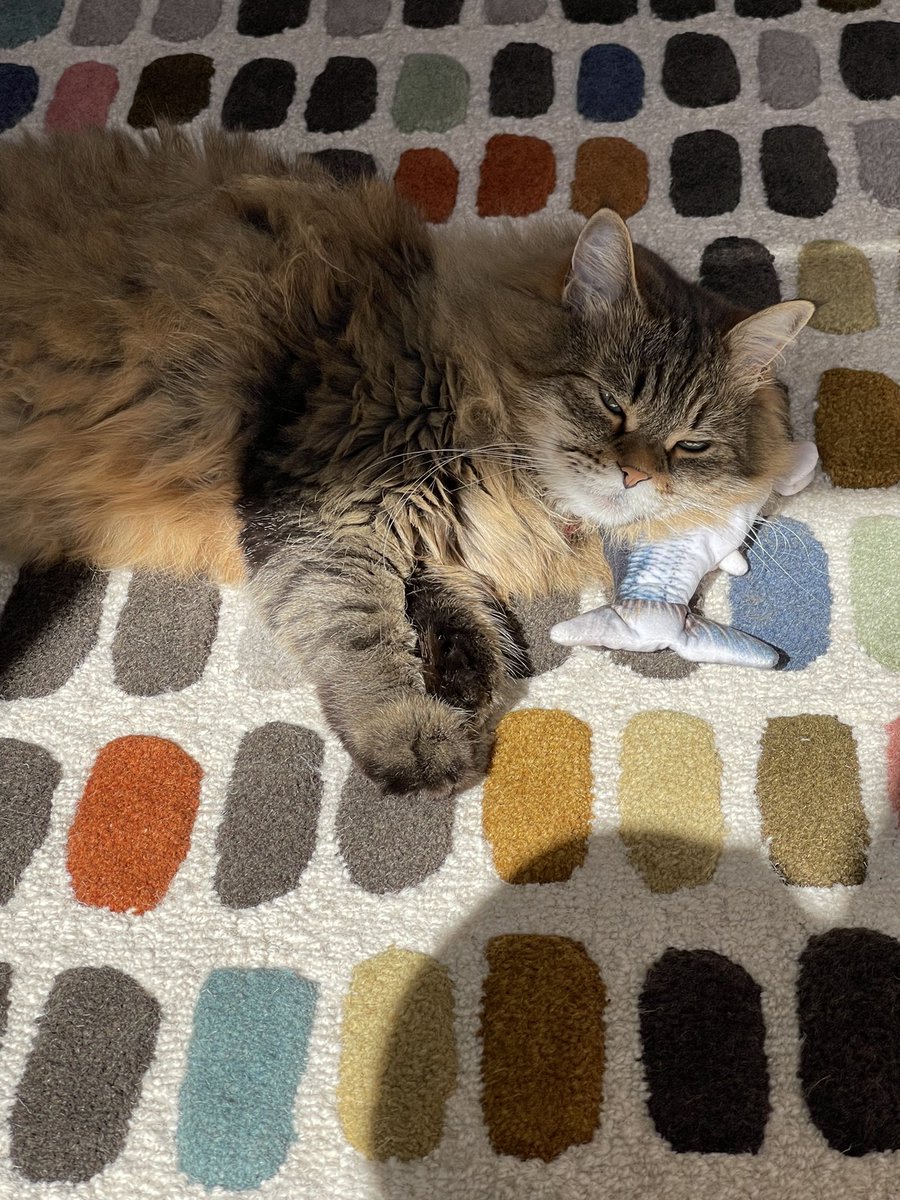 Gwenthebabber's tweet photo. Flippity fish, one of my greatest enemies has become a nap buddy. Who could have foreseen such a plot twist? https://t.co/JnUwcWsa1N