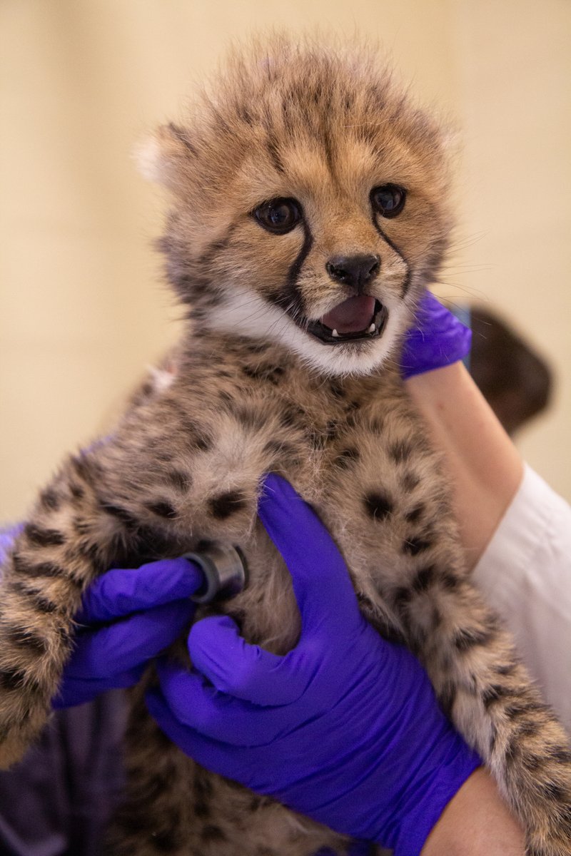 TheTorontoZoo's tweet photo. The #FlamingHotCheetahs have received their first full examination from our Veterinary team! We are excited to announce that we have two boys and one girl ๐พ
Weighing around 700g at birth, the cubs now weigh 3.3kg, 3.9kg &3.3kg, and all appear normal for their age ๐พ#TOCheetos https://t.co/ux6qcGjD9Y