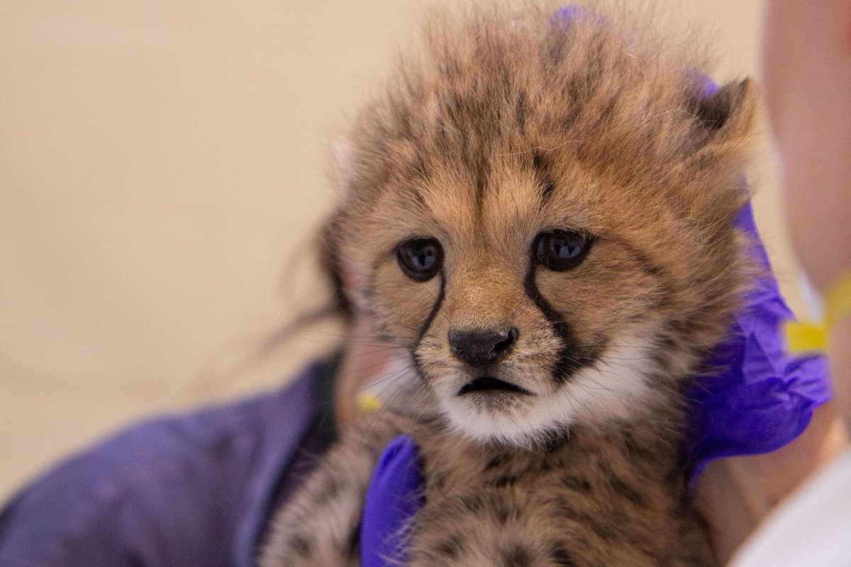 TheTorontoZoo's tweet photo. The #FlamingHotCheetahs have received their first full examination from our Veterinary team! We are excited to announce that we have two boys and one girl ๐พ
Weighing around 700g at birth, the cubs now weigh 3.3kg, 3.9kg &3.3kg, and all appear normal for their age ๐พ#TOCheetos https://t.co/ux6qcGjD9Y