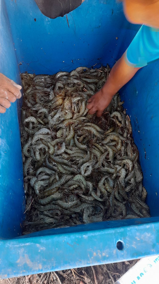 Heru Maruli tweet media