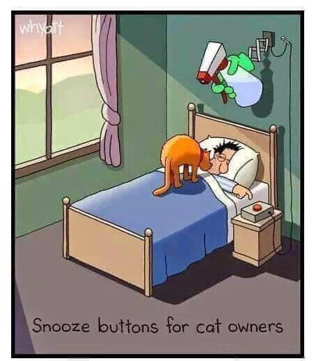 MartianPops's tweet photo. 😂🤣🙃 #Caturday https://t.co/RZFaQmxwYj