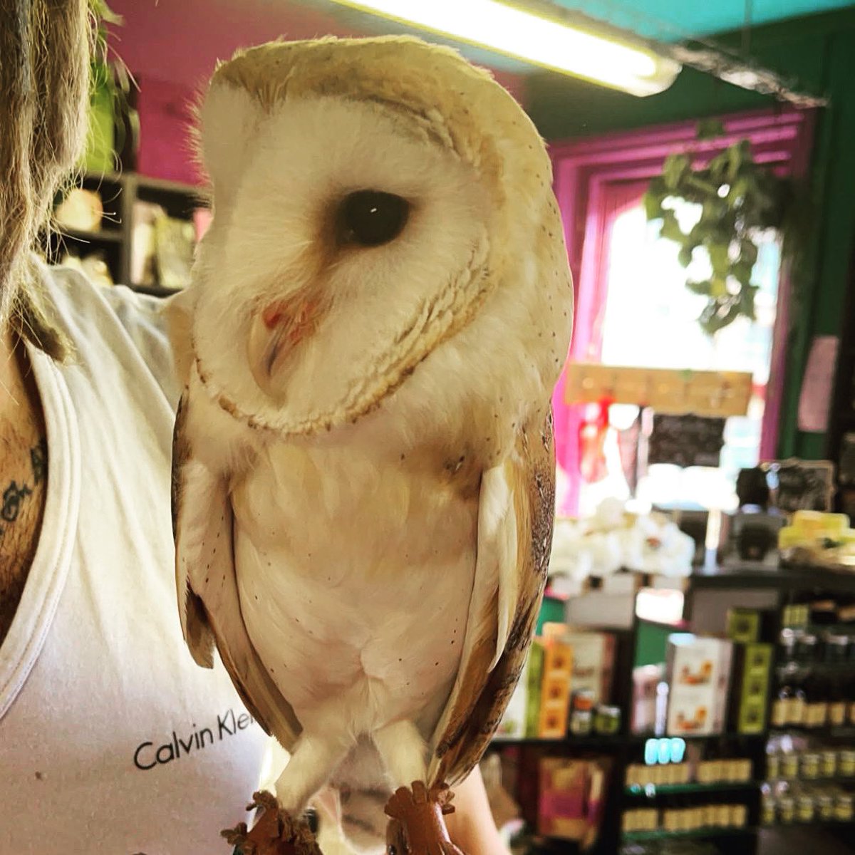 TheRockFairyHQ's tweet photo. An owl visited #EarthFriendlyRocker today! Beautiful Aurora ๐ค. Weโre open until 6pm today on the 3rd floor of @Afflecksfox ๐ฆ https://t.co/OscRXS5FxL