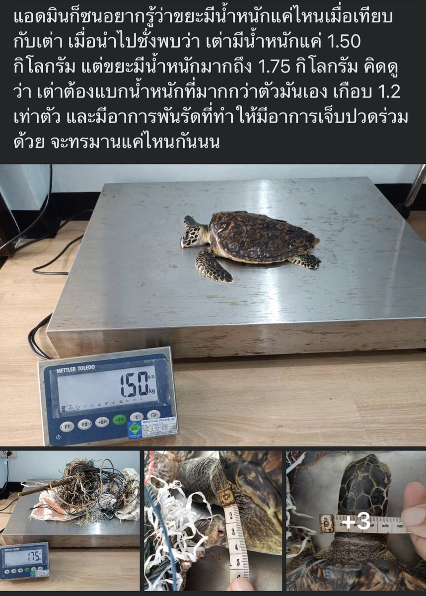 Wowwlog's tweet photo. ถ้าใครอยากรู้ว่าพลาสติก หนังยาง หลอด ที่เราใช้ในชีวิตประจำวันส่งผลอะไรกับเต่าทะเล สัตว์ทะเลตอนนี้บ้าง แนะนำเพจนี้เลยค่ะ แอดมินเป็นสัตวแพทย์ ผ่าซากเต่าแทบทุกวันและเป็นกระบอกเสียงให้ทะเลมายาวนาน ชื่อเพจ อะไรอยู่ในท้องเต่า แล้วคุณจะว้าวมากว่าสัตว์ทะเลพวกนี้ยังดำรงอยู่ในทะเลได้ยังไง https://t.co/xUUOA2yWGl