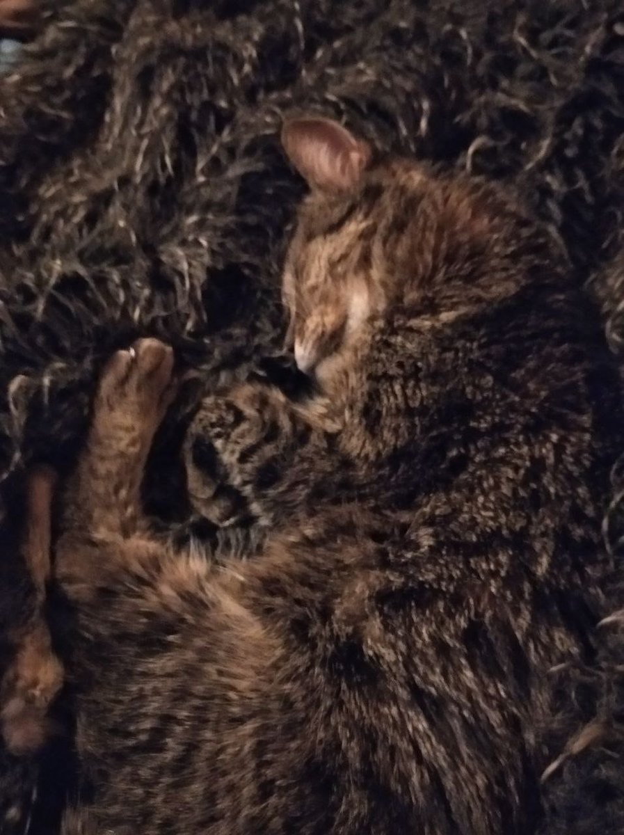 ребус "найди кота Феню"