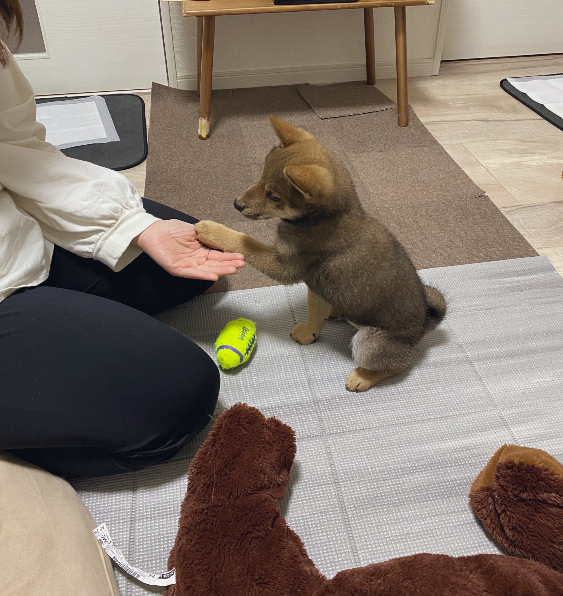 柴犬ととまる Toto Shiba21 Twitter