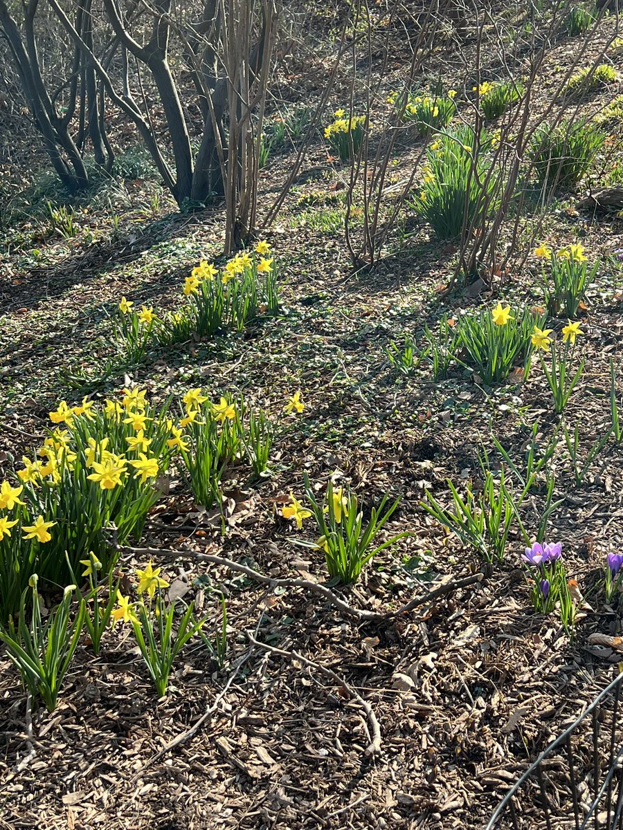 Suzanne Siracuse tweet media