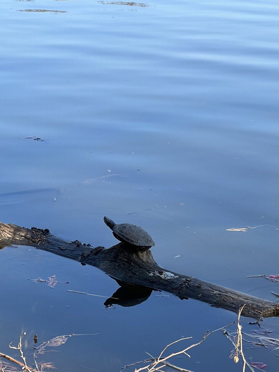 Suzanne Siracuse tweet media