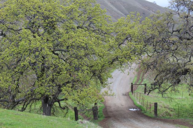SaveMountDiablo's tweet photo. “Over every mountain there is a path, though it may not be seen from the valley.” —Theodore Roethke
📸: Laura Kindsvater / Black Diamond Mines Regional Preserve
#SaveMountDiablo #ExpressionsOfGratitude #MountDiablo #MtDiablo https://t.co/9RfRFnOnvj