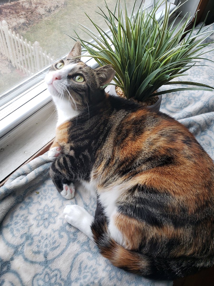 vonshlep's tweet photo. Happy #Caturday https://t.co/hgr2GoGsBW
