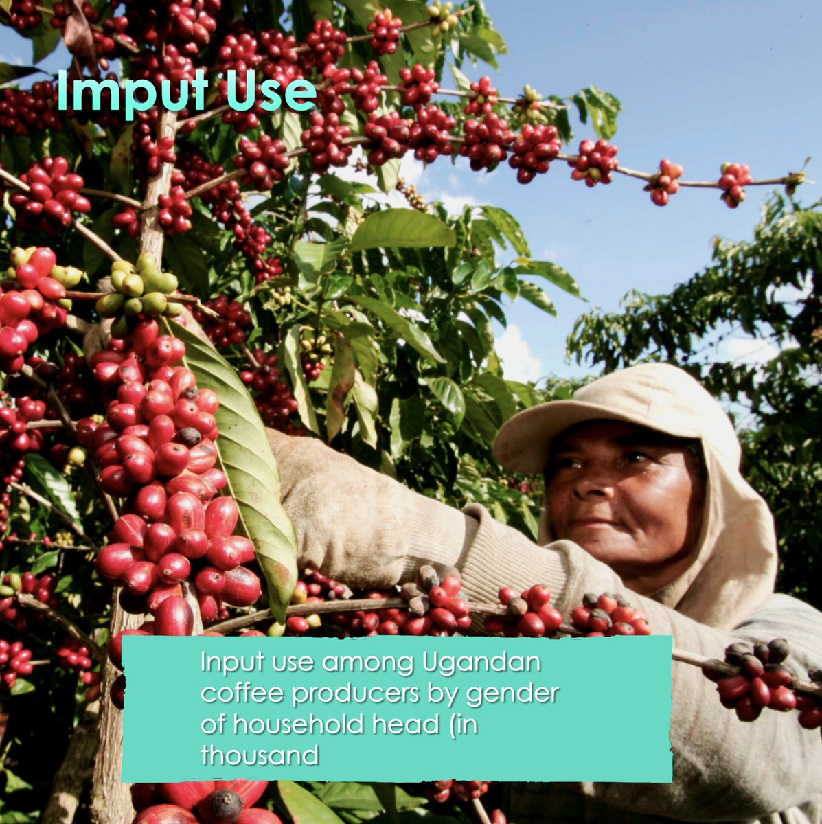 CoffeeSnob_'s tweet photo. The use of agricultural inputs to increase yields and achieve high quality is standard practice in modern agriculture. #EqualPayDay #EqualityCantWait, #TimesUp, #MeToo, #HeForShe  #NoCeiling #equality #pride #feminism #WomensHistoryMonth #womenempowerment #CoffeeTime #Labor @EU https://t.co/NRrgpabgct