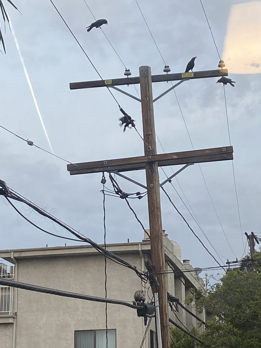 RT @jelenawoehr: There was a CACOPHONY so I looked outside and the crows are taunting a possum on the wire https://t.co/wdOOtl47Kq