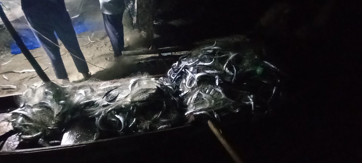 samuel15032016's tweet photo. Sabtu (19/03), Samuel, Luhkan Kab. Nias Utara, di KUB Saudara Ds. Siofabanua, melaporkan hasil tangkapan ikan Julung-julung, dengan alat tangkap jaring, bulan maret 2021, sebanyak 800 kg, dengan jual beli 12000/kg
#GiatLuhkanSatminkalMedan #DsSfb #Tangkap https://t.co/t5ImwAcACK