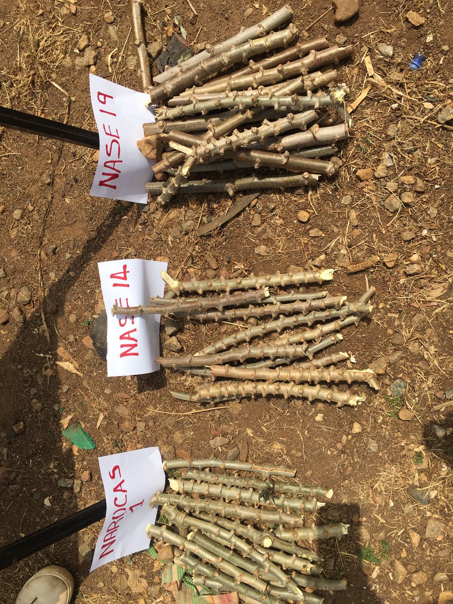 Bulindi ZARDI tweet media