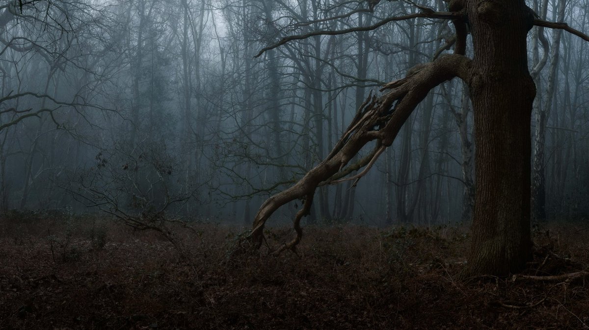 One from Friday morning in a Staffordshire woodland. The broken arm caught my eye on the way back to the car. Was more of a passing shot but turned out to be my favourites from the morning. 
#landscapephotography #fujifilm