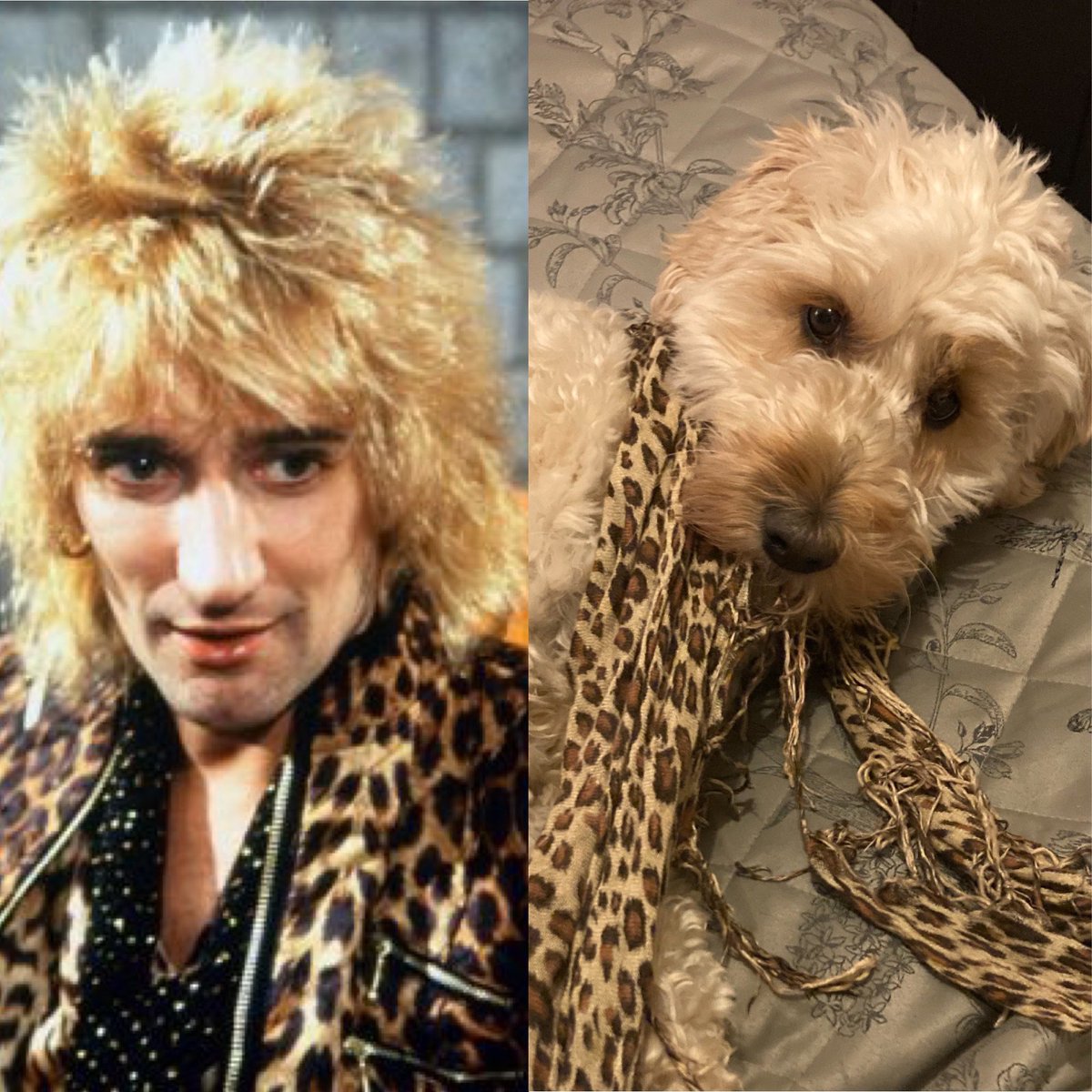 Obi channeling his inner <a href="/rodstewart/">Sir Rod Stewart</a>