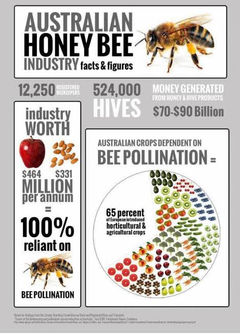 DannyBoyMJ's tweet photo. I found this infographic about my native Country $HNY Bee, depicting what they do for Australia’s industry and economy. Imagine if something happened to them? Incredible creatures 👏 @hiveinvestments #hiveinvestment #growthehive #UoT #hive $HNY 😎👊🐝 https://t.co/s8GCVhLR8T