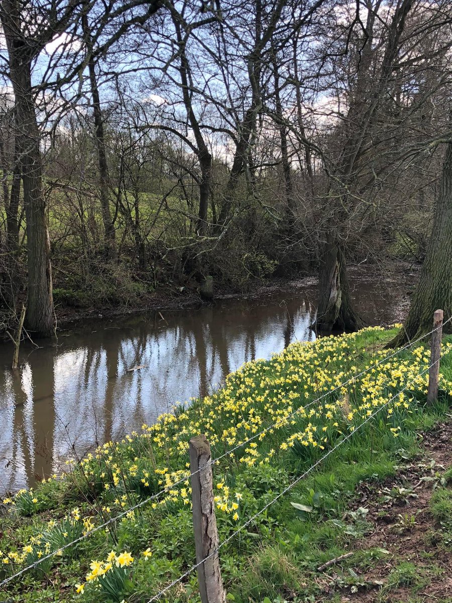 Spring is springing and doesn’t it make everyone feel better #daffodils #sun #spring #washingontheline