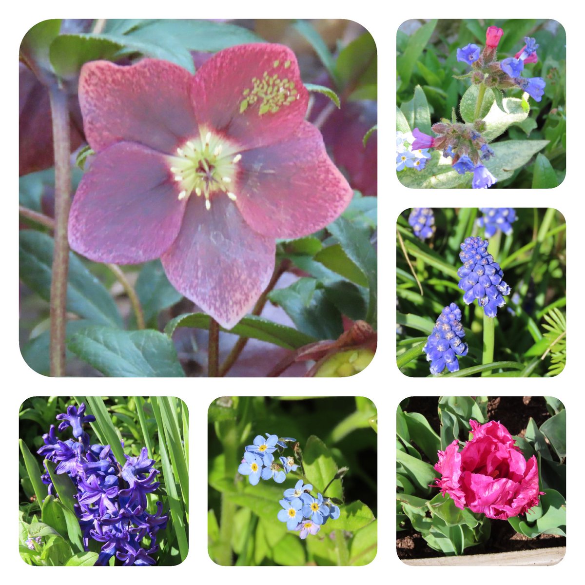 A blustery day for #sixonsaturday but sunny. I've just noticed the cluster of green fly on the hellebore! 🙁 Food for the ladybirds. 😃
#garden #gardening