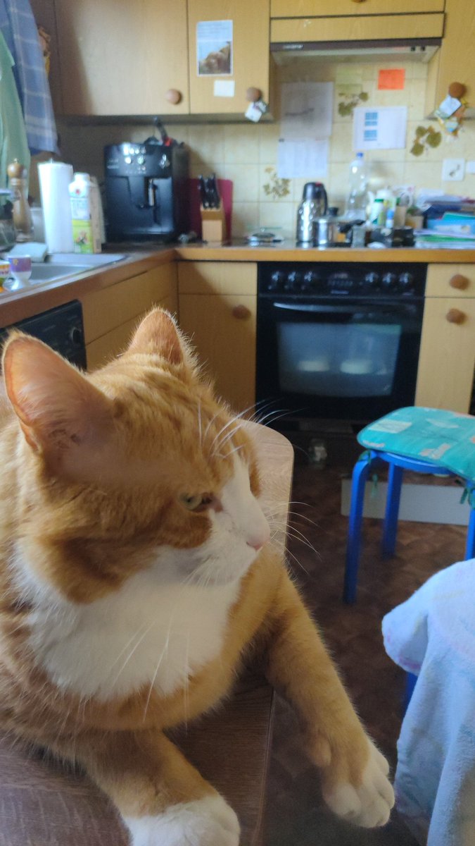 HBlodel's tweet image. Auch am #caturday haben die Katzen auf dem Tisch nichts zu suchen - #Filou