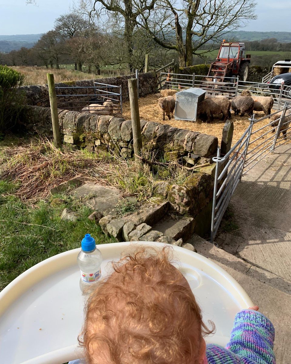 bernardsfarmuk's tweet photo. Eyes down, look in. 🐑🐑🐑🐑🐑
#BernardsFarmRyelands #ColouredRyelandSheep #Shepherdess #Lambing2022 #HillFarm #NativeSheep #UplandFarming #NewEntrantFarmers https://t.co/o37oOlJ4PD