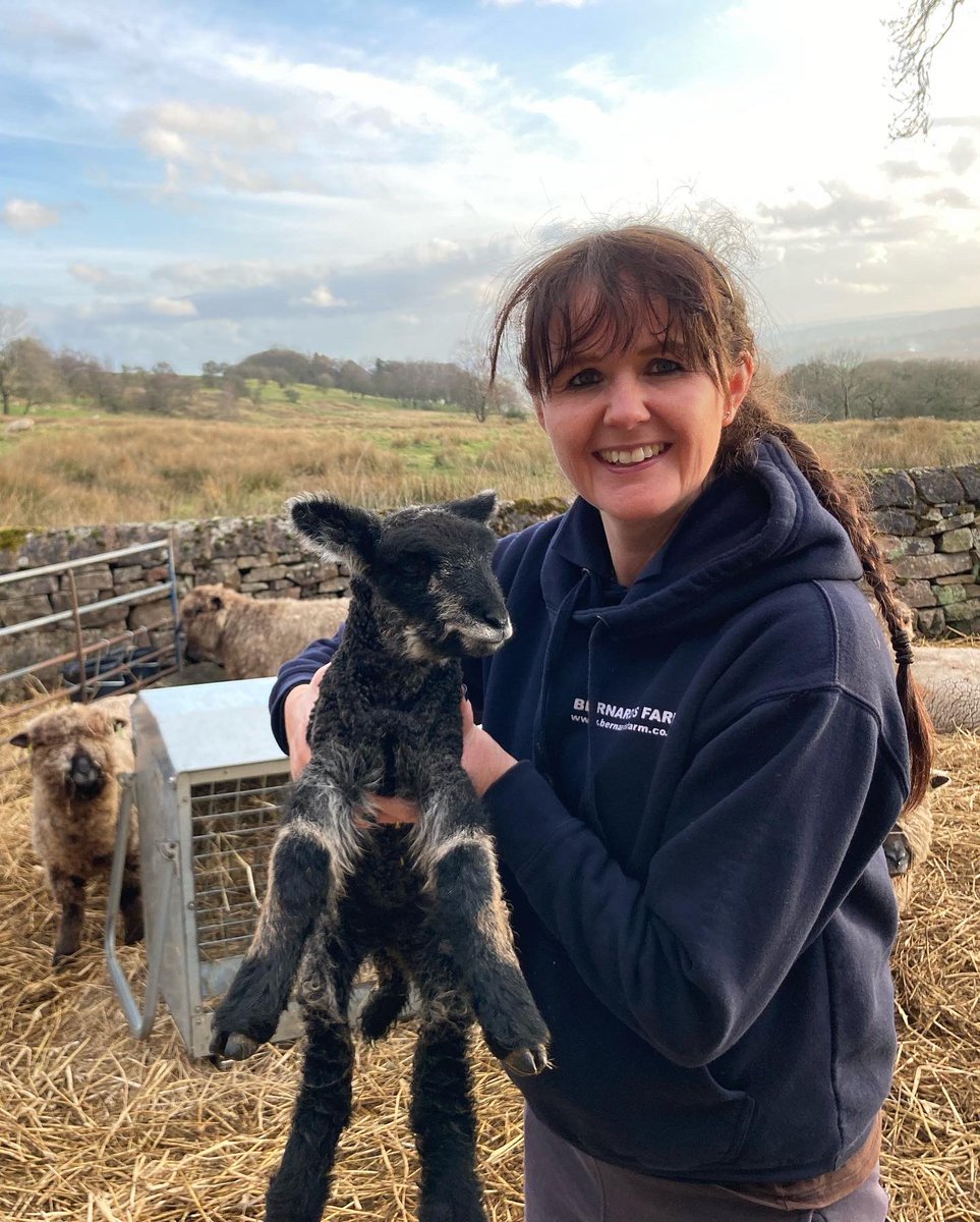 bernardsfarmuk's tweet photo. Eyes down, look in. 🐑🐑🐑🐑🐑
#BernardsFarmRyelands #ColouredRyelandSheep #Shepherdess #Lambing2022 #HillFarm #NativeSheep #UplandFarming #NewEntrantFarmers https://t.co/o37oOlJ4PD