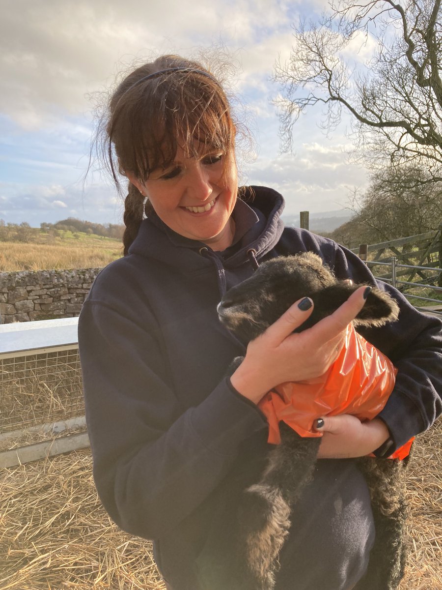 bernardsfarmuk's tweet photo. Eyes down, look in. 🐑🐑🐑🐑🐑
#BernardsFarmRyelands #ColouredRyelandSheep #Shepherdess #Lambing2022 #HillFarm #NativeSheep #UplandFarming #NewEntrantFarmers https://t.co/o37oOlJ4PD