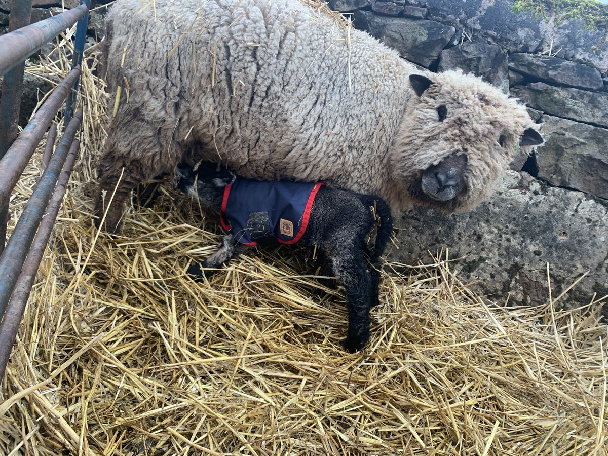 bernardsfarmuk's tweet photo. Eyes down, look in. 🐑🐑🐑🐑🐑
#BernardsFarmRyelands #ColouredRyelandSheep #Shepherdess #Lambing2022 #HillFarm #NativeSheep #UplandFarming #NewEntrantFarmers https://t.co/o37oOlJ4PD
