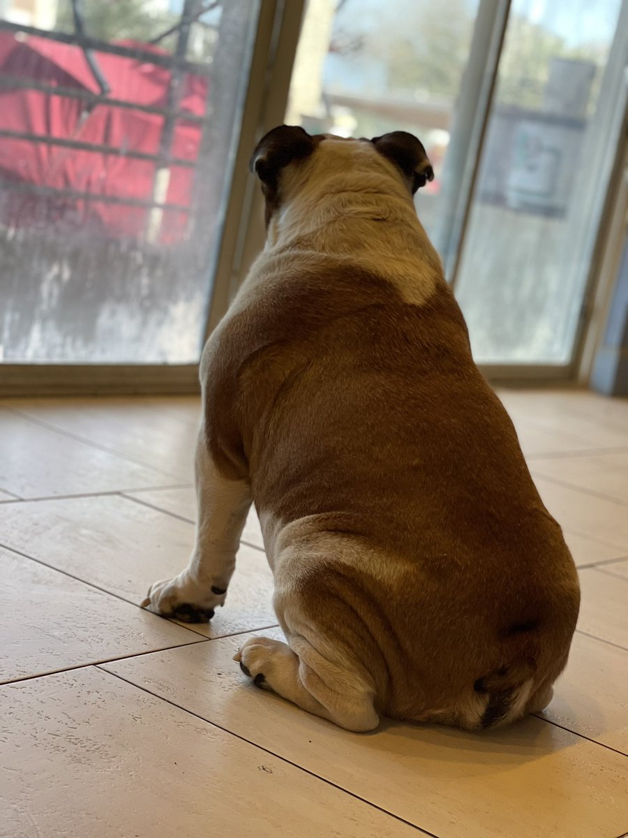 EnglishBulldog.com tweet media