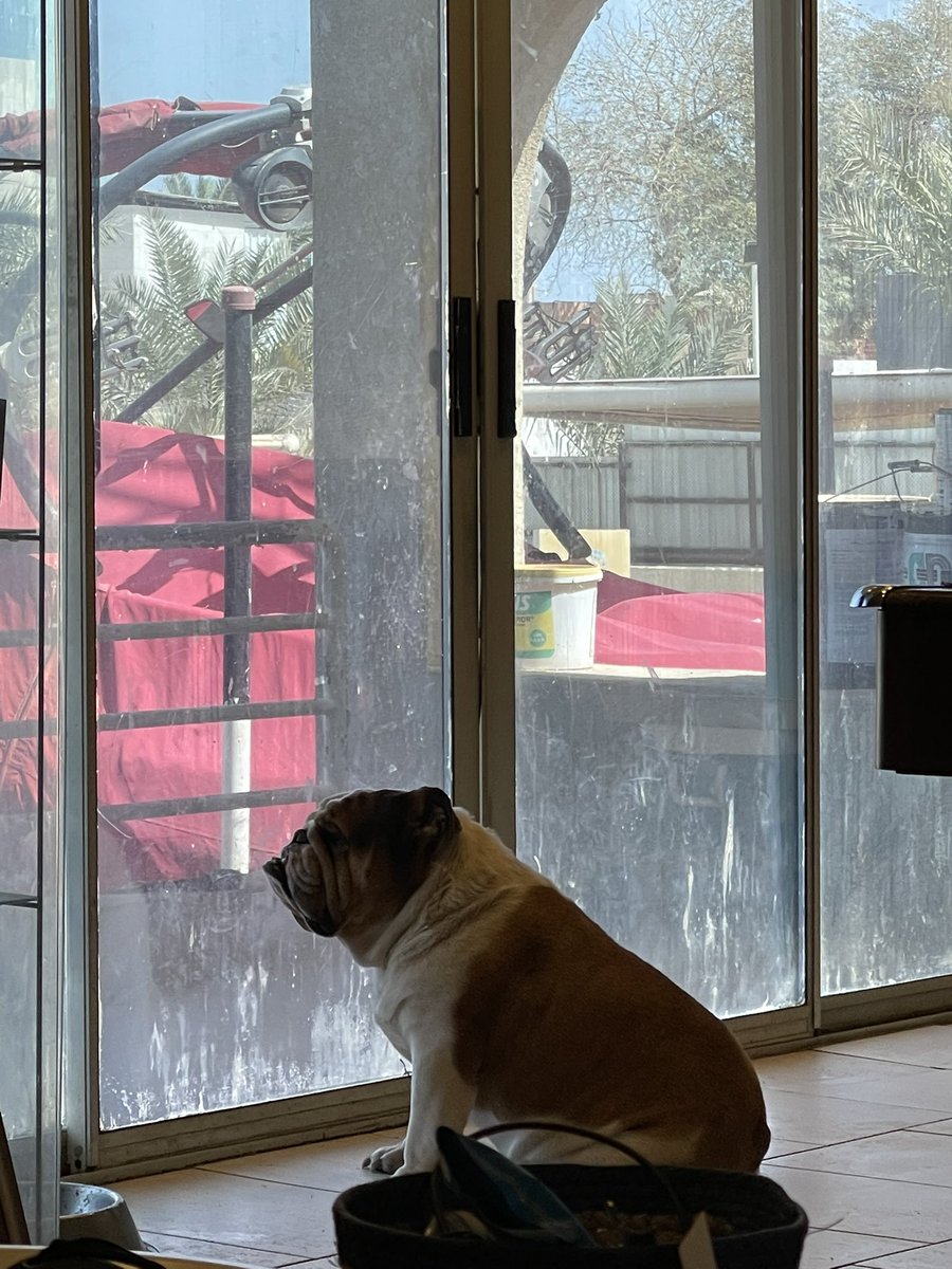 EnglishBulldog.com tweet media