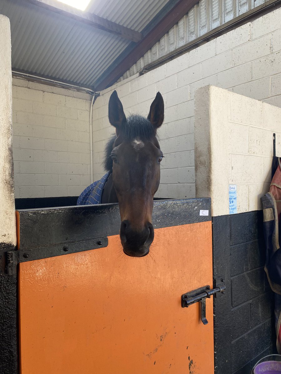 eilish_byrne's tweet photo. An amazing last week working for willie 🙈 all four of my boys ran their hearts out and came home safe and sound, and of course Billaway topped it off by giving me my last festival winner 🥇#KlassicalDream #RedemptionDay #BlueLord #Billaway https://t.co/br6ivdbIJU