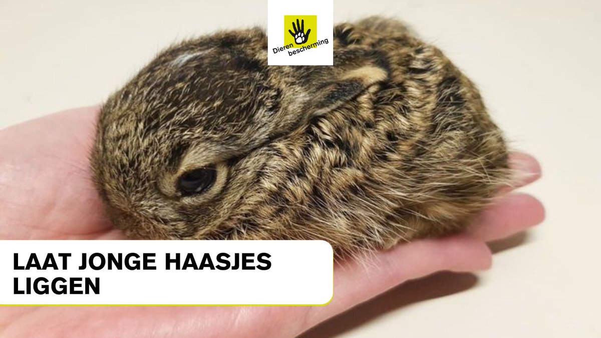 Laat jonge haasjes liggen!

Te vaak nemen mensen jonge haasjes mee omdat ze denken dat die aan hun lot zijn overgelaten. Meestal is dat niet zo en is moeder in de buurt. Laat de haasjes liggen! 

Bij twijfel bel eerst de dierenambulance voor advies (kan o.a. via nummer 144).