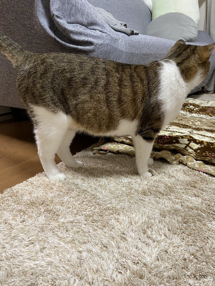hatch_potch_wo's tweet photo. お医者さま公認デブ猫がこちら。
今日からダイエット開始です。
#保護猫 https://t.co/0yJUaUdU0d