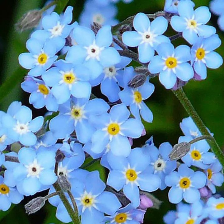 FrightfulFelix's tweet photo. @_Boba_Fettish I love seeing so many cool flowers in this thread. Forget Me Nots are my fave. https://t.co/lFU8T4Wr6Q
