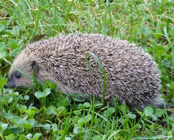 SW15 Hedgehogs tweet media