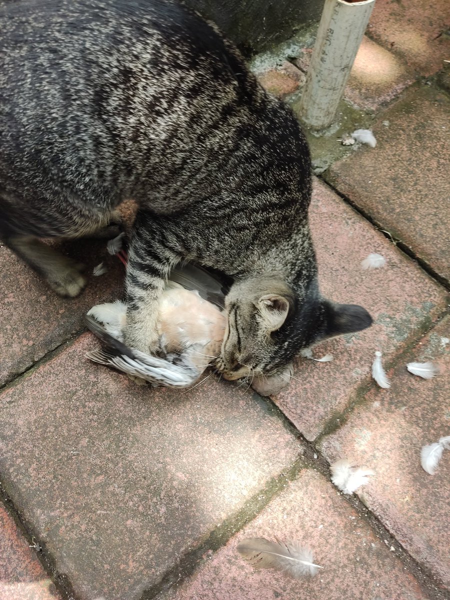 kikinsee's tweet photo. @kochengfess Sehari pasti nemu aja yg di terkam.. ntah burung , tikus , kadal , ada aja pokoknya https://t.co/oJPjMEUmIs
