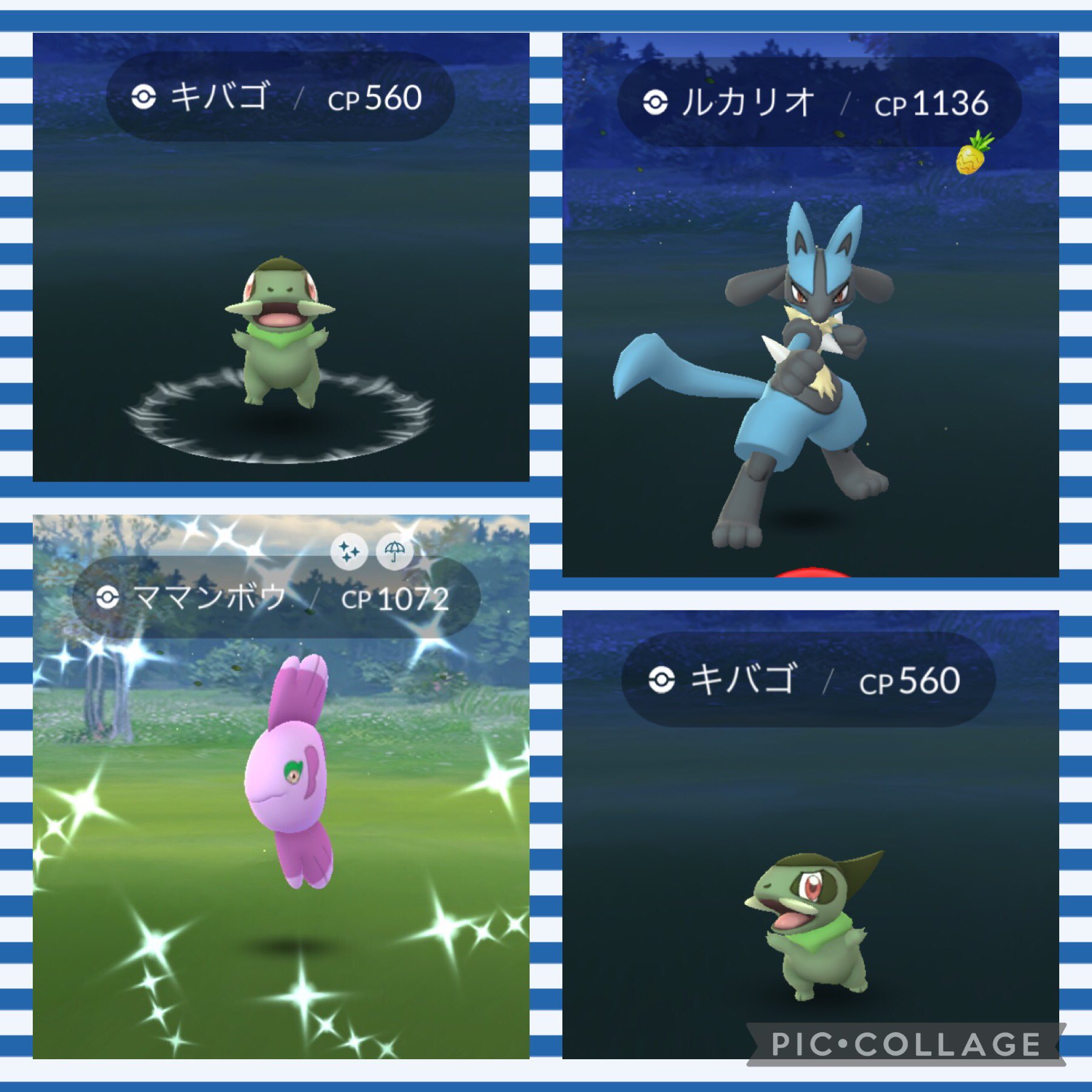 ママンボウ色違い Twitter Search Twitter