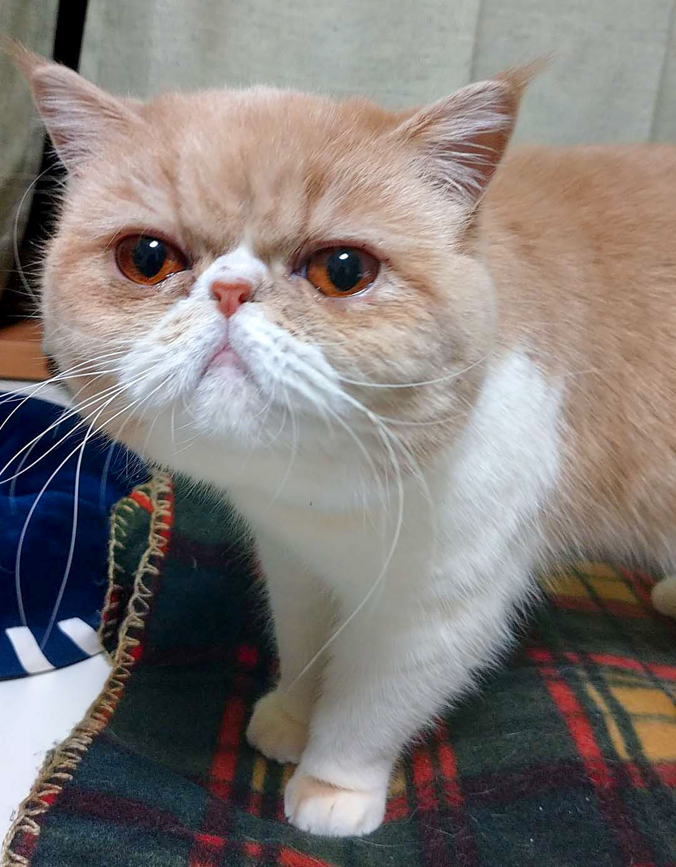 きなこ日記 子猫と新米飼い主の日常 Kinaco 16 Twitter