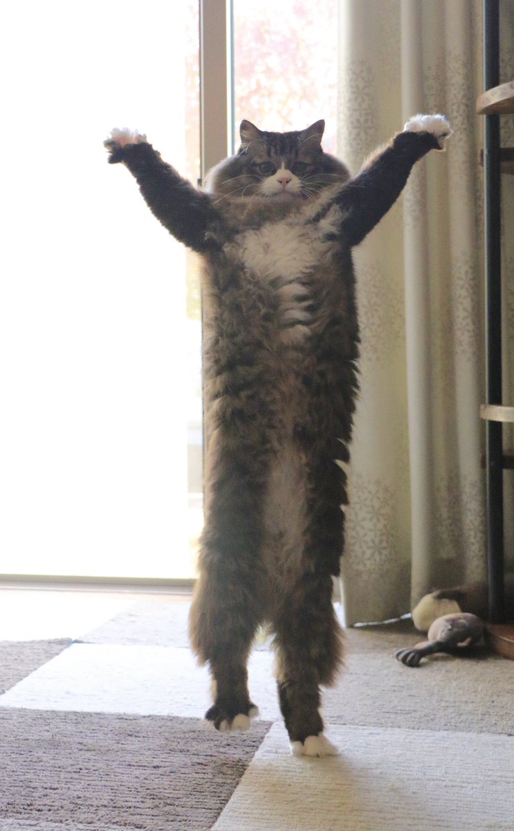 ときどき猫背を忘れます 2足歩行の猫さんに驚き 地上最強の猫爆誕 クマ ガォーッ まいどなニュース