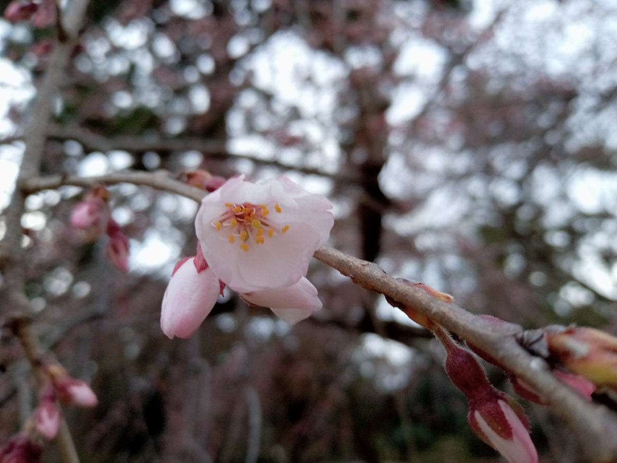 so_e794's tweet photo. 京都御苑の近衛邸跡の糸桜、早咲きの方は開花しました。満開は一週間後くらい。池の改修工事も終わって綺麗になってました。
#京都御苑,#近衛邸跡,#糸桜,#枝垂れ桜,#近衛の糸桜,#改修工事 https://t.co/Pp15nIfLHJ