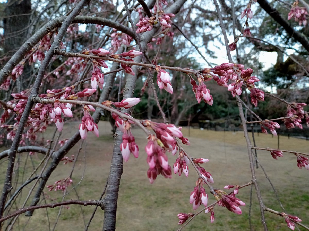 so_e794's tweet photo. 京都御苑の近衛邸跡の糸桜、早咲きの方は開花しました。満開は一週間後くらい。池の改修工事も終わって綺麗になってました。
#京都御苑,#近衛邸跡,#糸桜,#枝垂れ桜,#近衛の糸桜,#改修工事 https://t.co/Pp15nIfLHJ