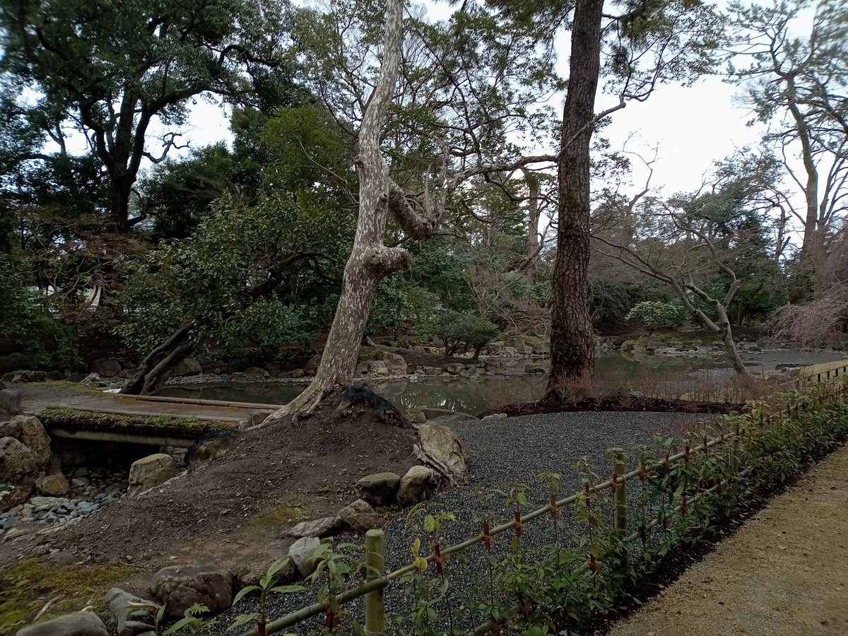 so_e794's tweet photo. 京都御苑の近衛邸跡の糸桜、早咲きの方は開花しました。満開は一週間後くらい。池の改修工事も終わって綺麗になってました。
#京都御苑,#近衛邸跡,#糸桜,#枝垂れ桜,#近衛の糸桜,#改修工事 https://t.co/Pp15nIfLHJ