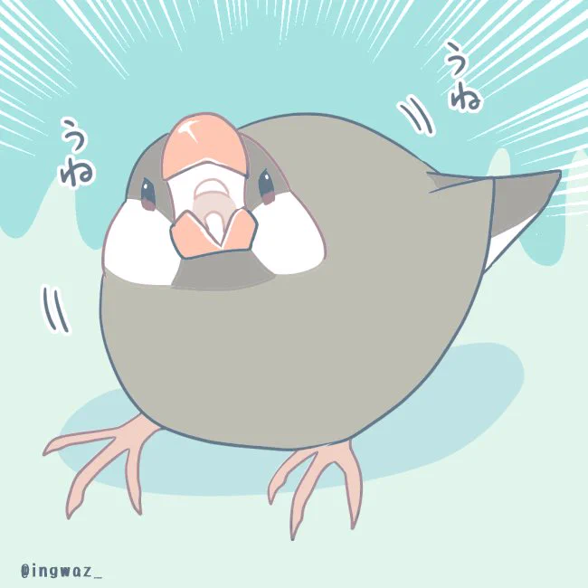 😠
#buncho #javasparrow #文鳥 